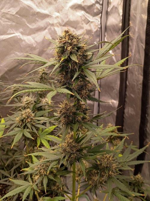 Growers choice seeds Co!!. Week 6 - Right before harvest