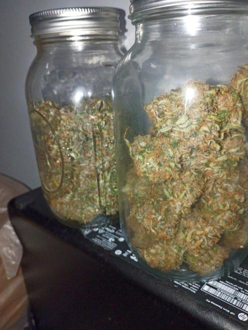 Growers choice seeds Co!!. Week 6 - More curing, such a great run ! 