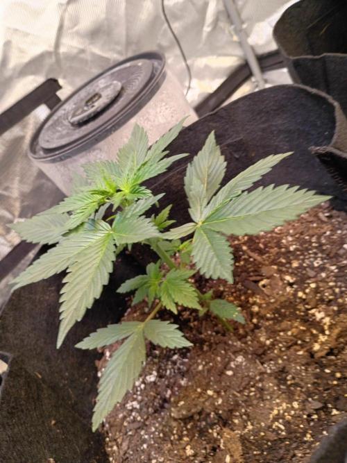 Seed supreme run#4. Week 3 - Cinderella 99 the one that I did not top is absolutely thriving as well :$
