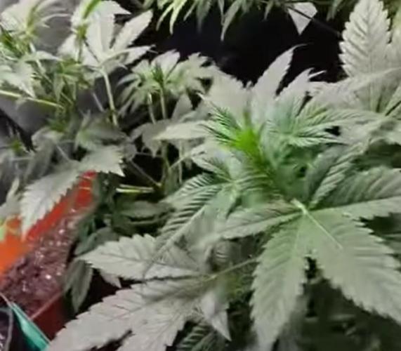 Cinderella 99. Week 4