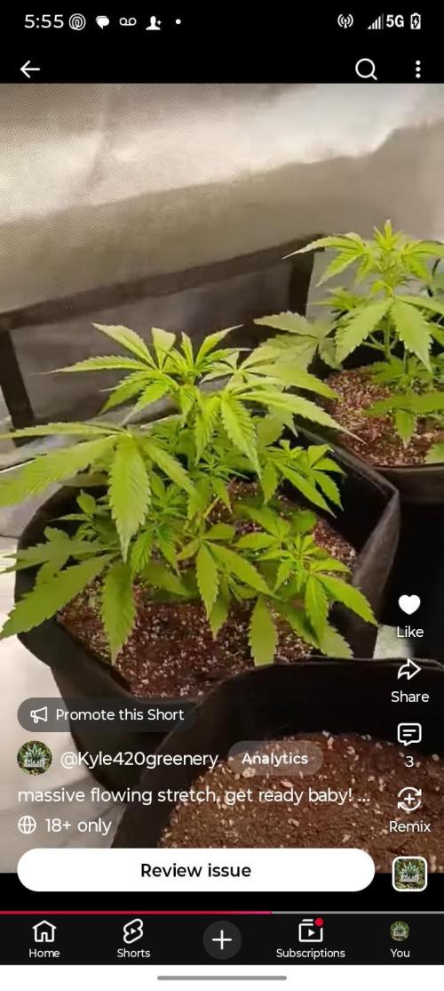 Seed supreme run#4. Week 5 - Week 5 look of one of the Cinderella 99