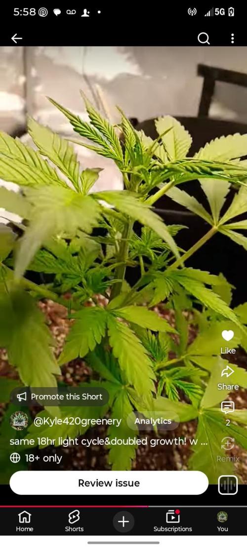 Seed supreme run#4. Week 5 - Up close picture of one of the Cinderella 99 . Great work @seedsupreme 