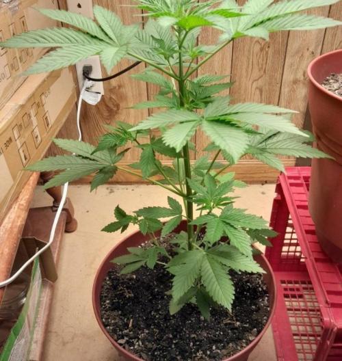 Seed supreme run#4. Week 6 - this is the only lady that I didn't top or train in any way she looks great.