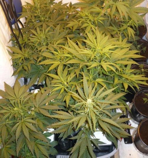 Seed supreme run#4. Week 6 - here are the rest of the ladies I've topped them multiple times and trained them all. looking great