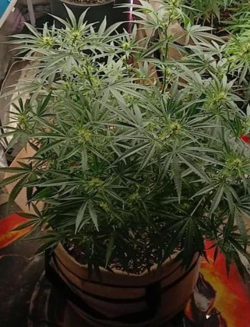 Cinderella 99. Week 7