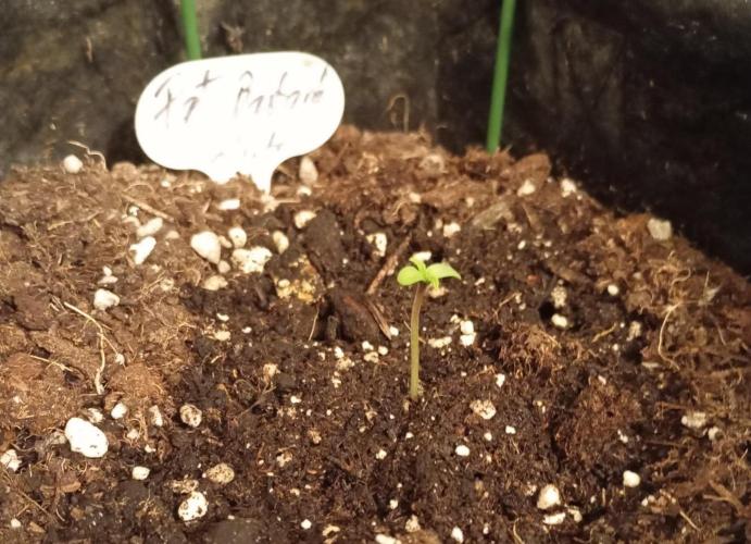 Fat Bastard Auto. Week 1
