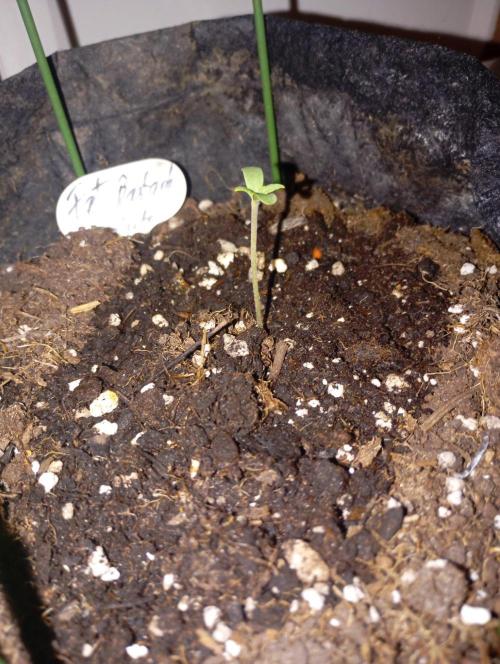 Fat Bastard Auto (2). Week 1 - Day 2