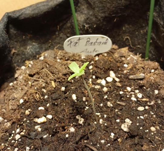 Fat Bastard Auto (2). Week 1 - Day 3