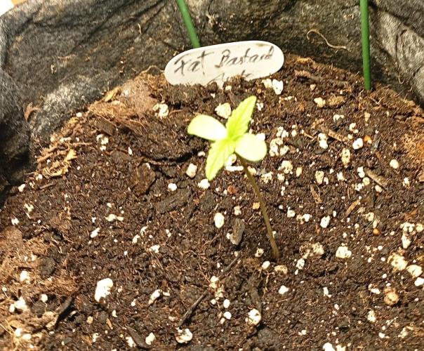 Fat Bastard Auto (2). Week 1 - Day 4