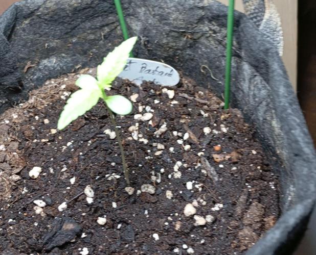 Fat Bastard Auto (2). Week 1 - Day 7