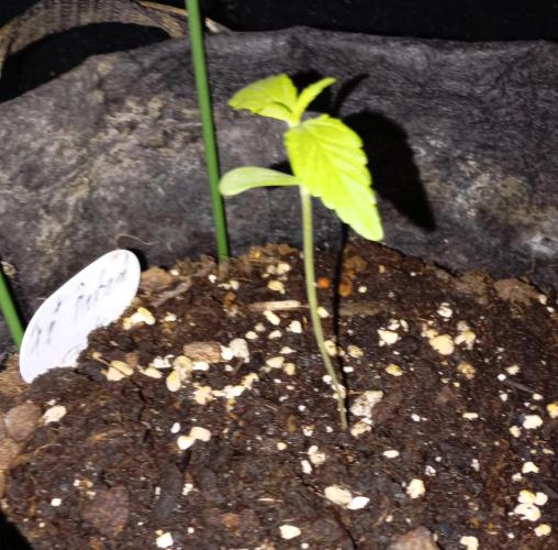 Fat Bastard Auto. Week 2