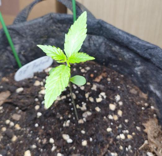 Fat Bastard Auto. Week 2