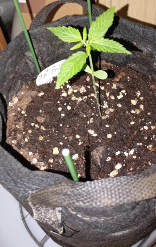 Fat Bastard Auto (2). Week 2 - Day 11 big step during last 2 days