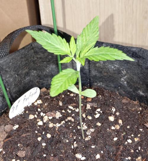Fat Bastard Auto (2). Week 2 - Day 12