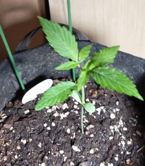 Fat Bastard Auto (2). Week 2 - Day 13