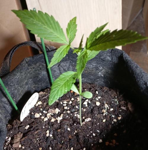 Fat Bastard Auto (2). Week 2 - Day 14