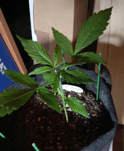 Fat Bastard Auto (2). Week 3 - Day 17