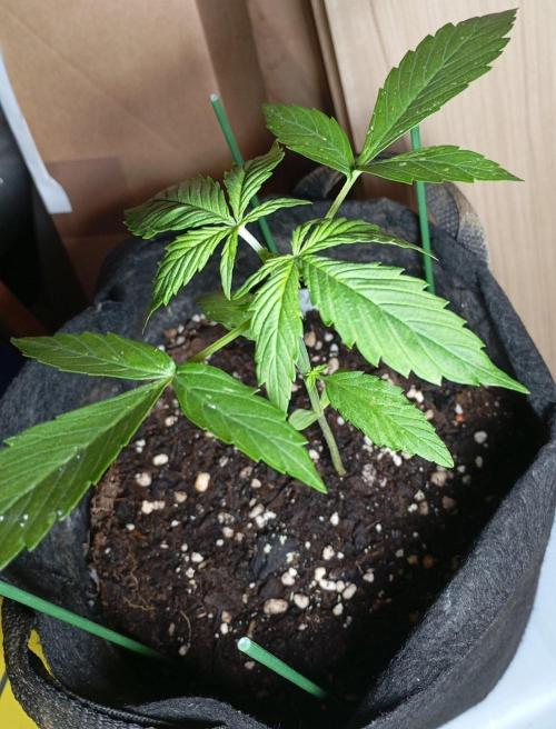 Fat Bastard Auto (2). Week 3 - Day 18