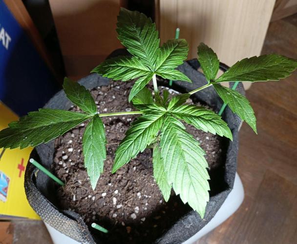 Fat Bastard Auto (2). Week 3 - Day 19
