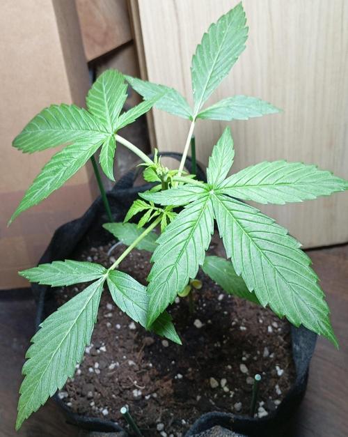 Fat Bastard Auto. Week 3