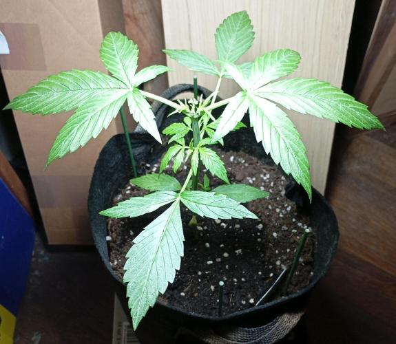 Fat Bastard Auto. Week 4