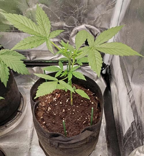 Fat Bastard Auto. Week 4