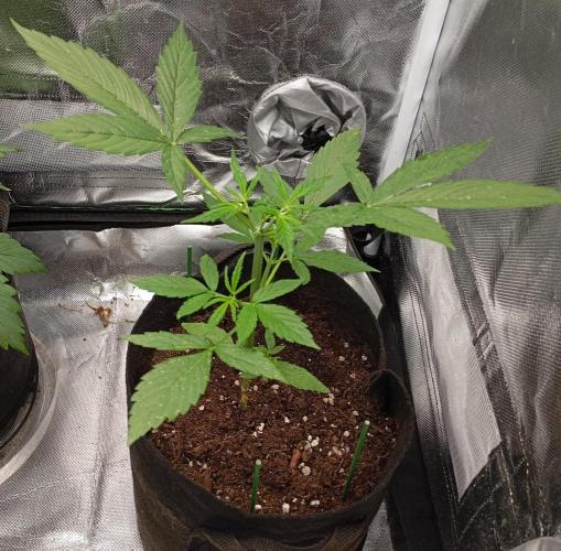 Fat Bastard Auto. Week 4