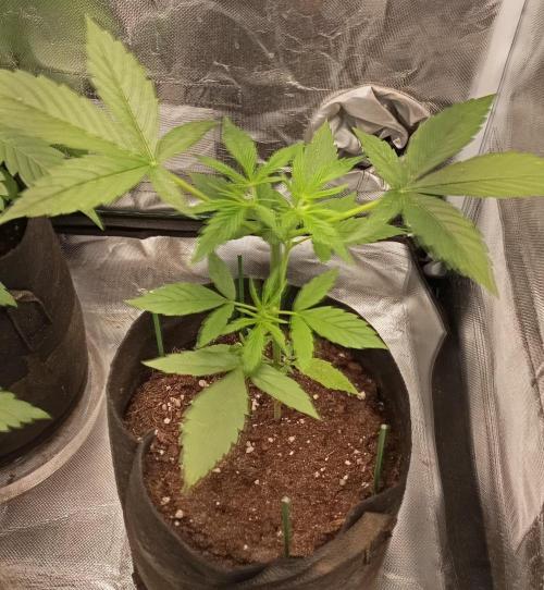Fat Bastard Auto. Week 4