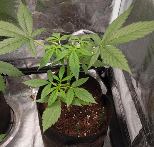 Fat Bastard Auto. Week 4