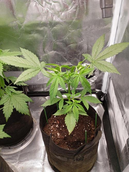 Fat Bastard Auto. Week 4