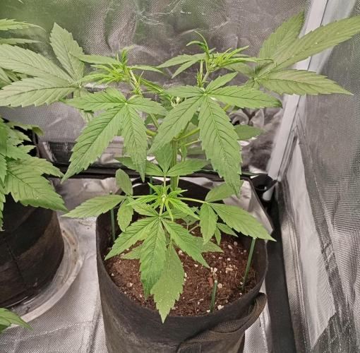 Fat Bastard Auto. Week 4