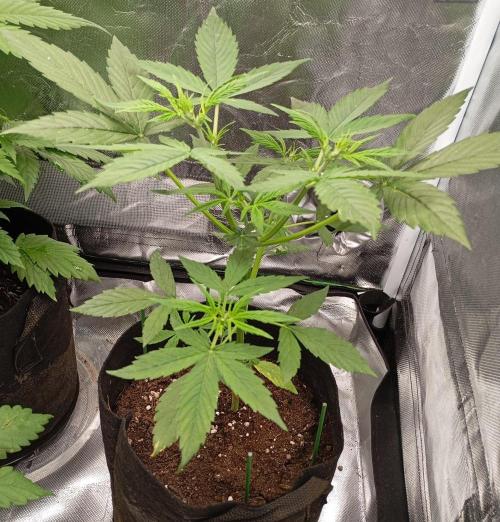 Fat Bastard Auto. Week 5
