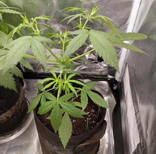 Fat Bastard Auto. Week 5