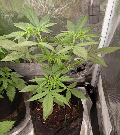 Fat Bastard Auto. Week 5