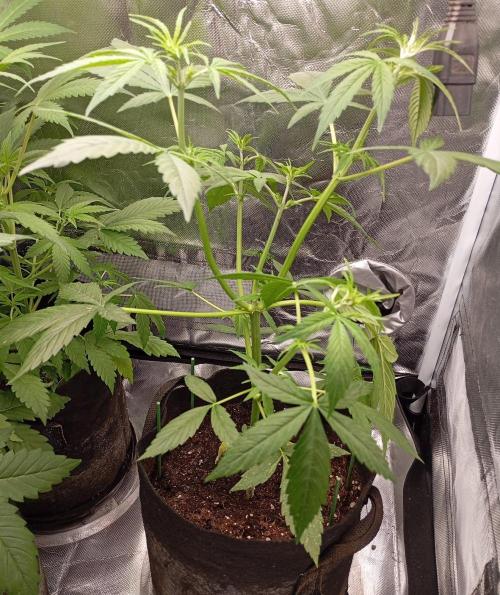 Fat Bastard Auto (2). Week 5 - Day 32