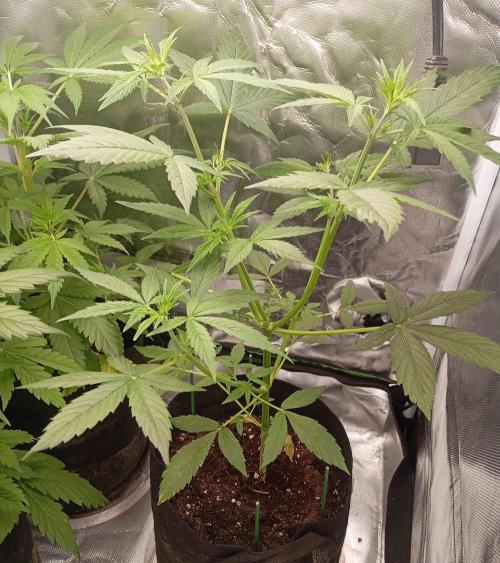 Fat Bastard Auto (2). Week 5 - Day 33