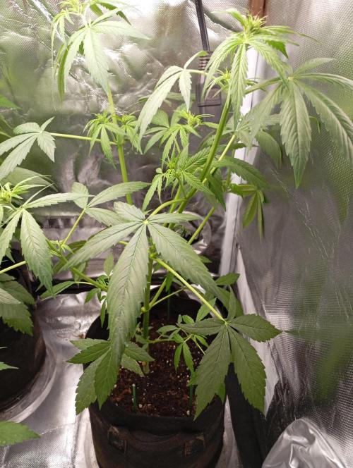 Fat Bastard Auto (2). Week 5 - Day 35