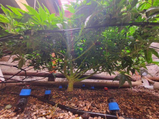 Fruity Pebbles. Week 8