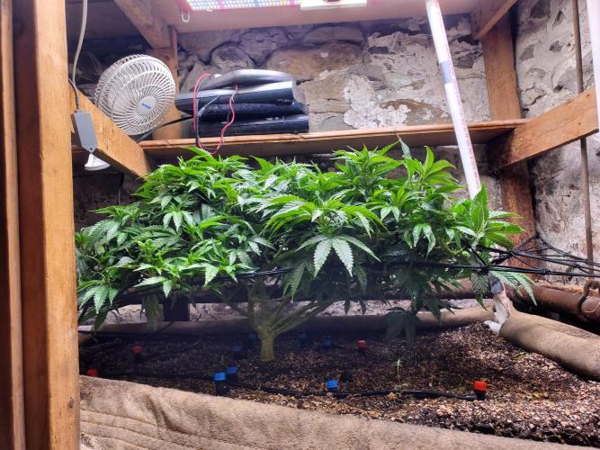 Fruity Pebbles. Week 8