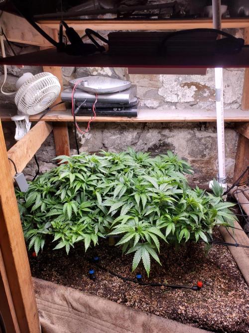 Fruity Pebbles. Week 8