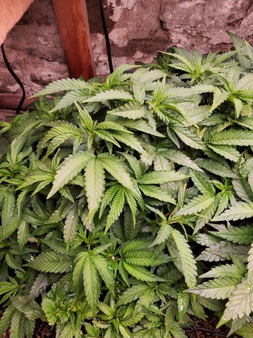 Fruity Pebbles. Week 8