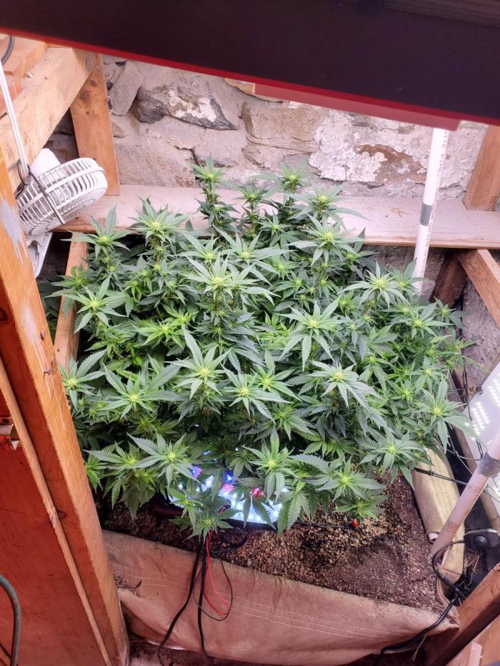 Fruity Pebbles. Week 11 - Still gotta do lower defoli