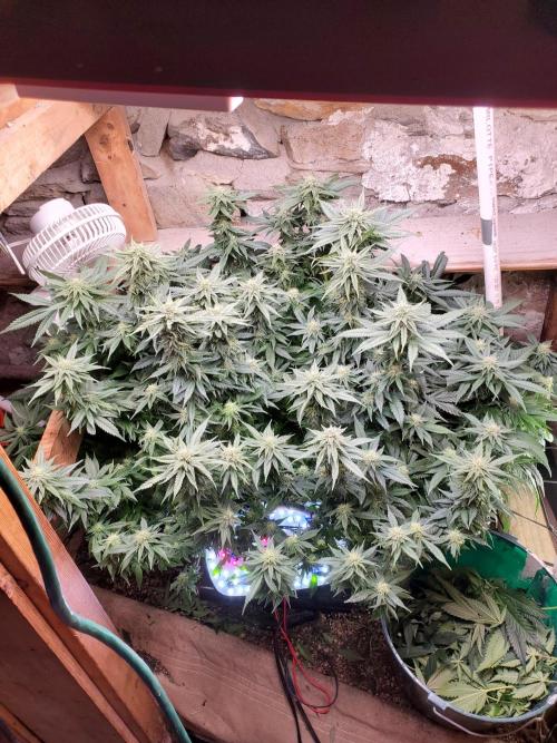 Fruity Pebbles. Week 13