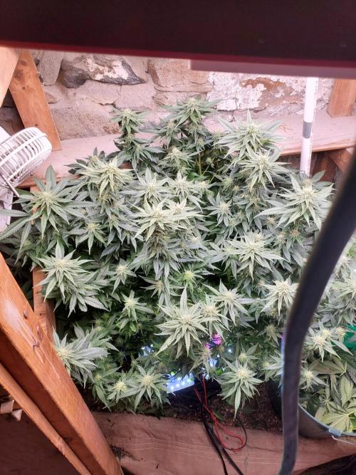 Fruity Pebbles. Week 13