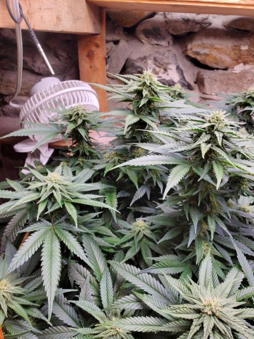 Fruity Pebbles. Week 13