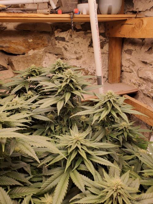 Fruity Pebbles. Week 13