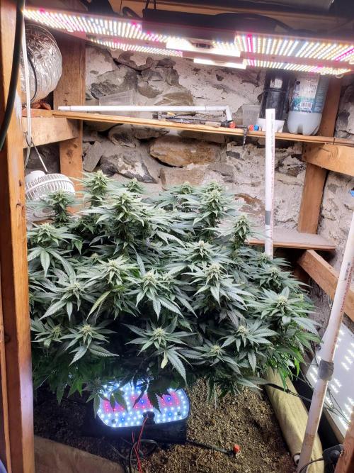 Fruity Pebbles. Week 13 - Pre defoli