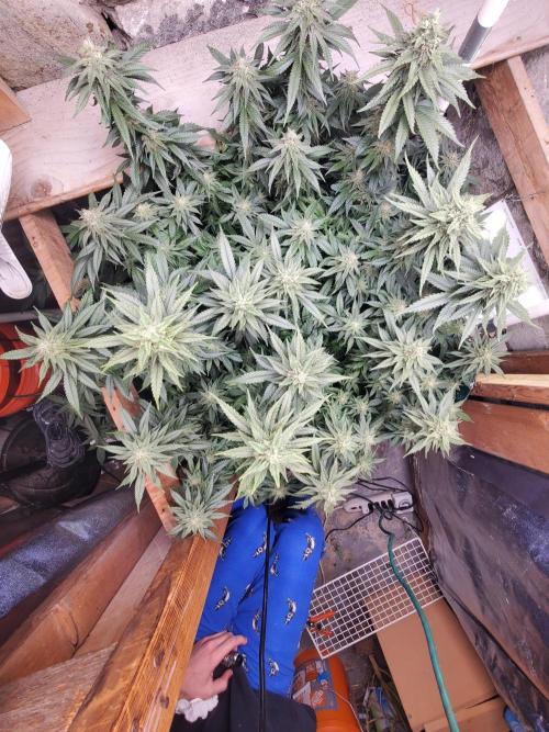 Fruity Pebbles. Week 14