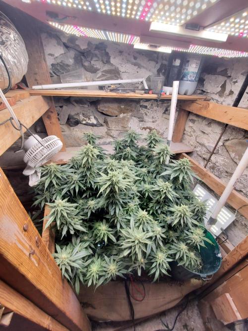 Fruity Pebbles. Week 14