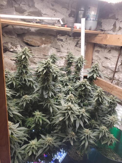 Fruity Pebbles. Week 14